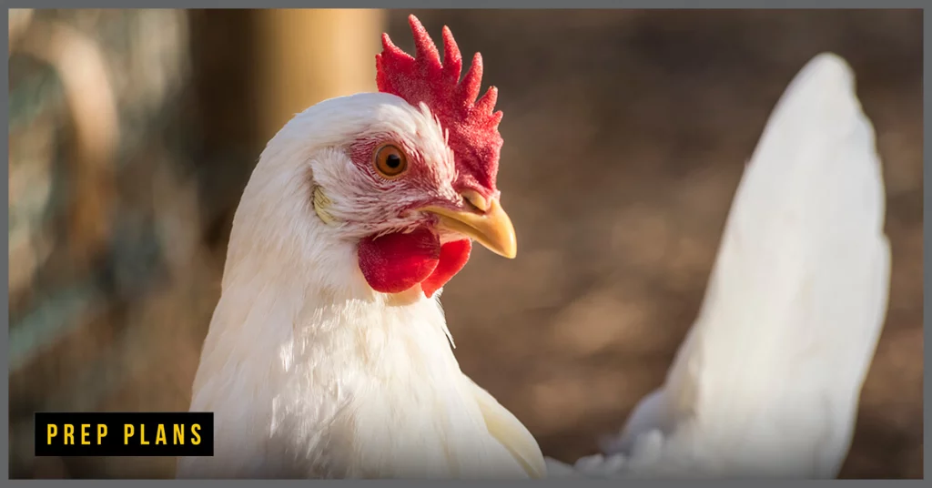 Cornish cross chicken with a red comb