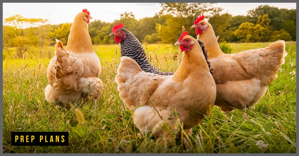 Hens roaming in a grassy field