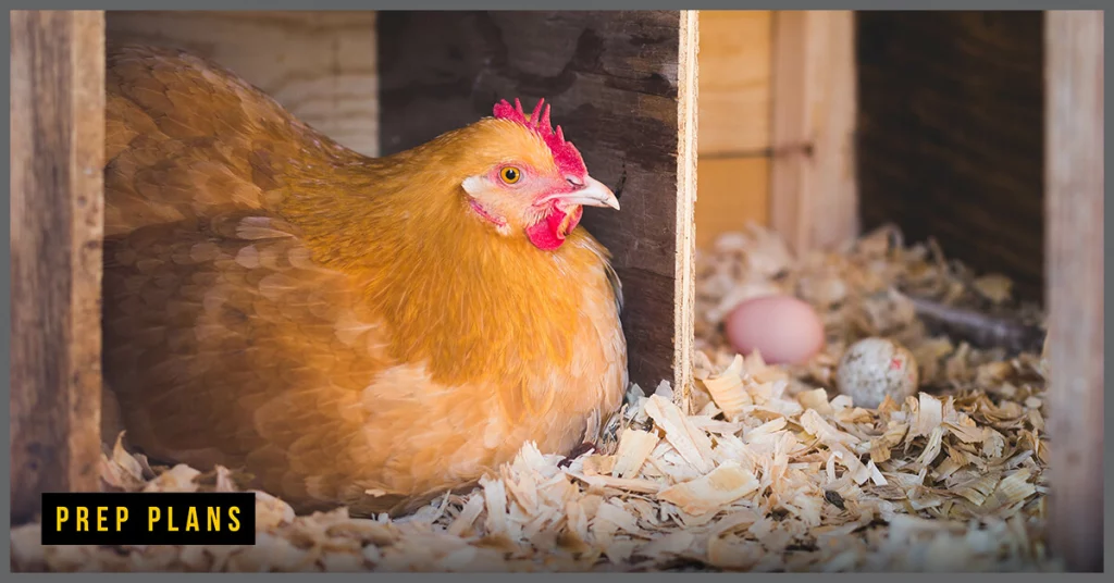 orpington chicken sitting in a nest