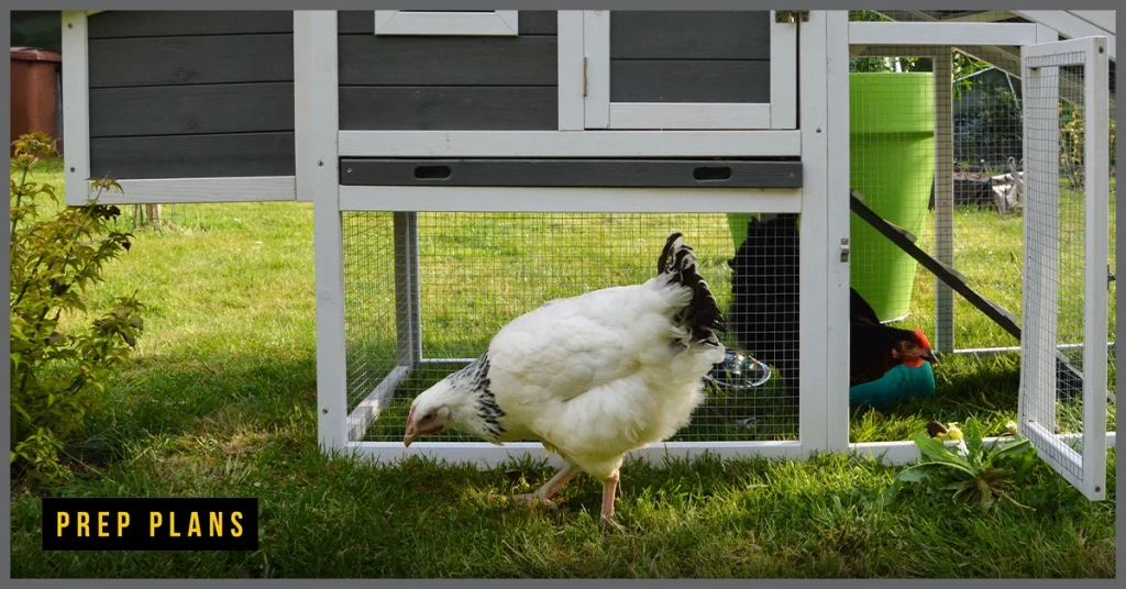 chicken pecking at bugs near her chicken coop and roost