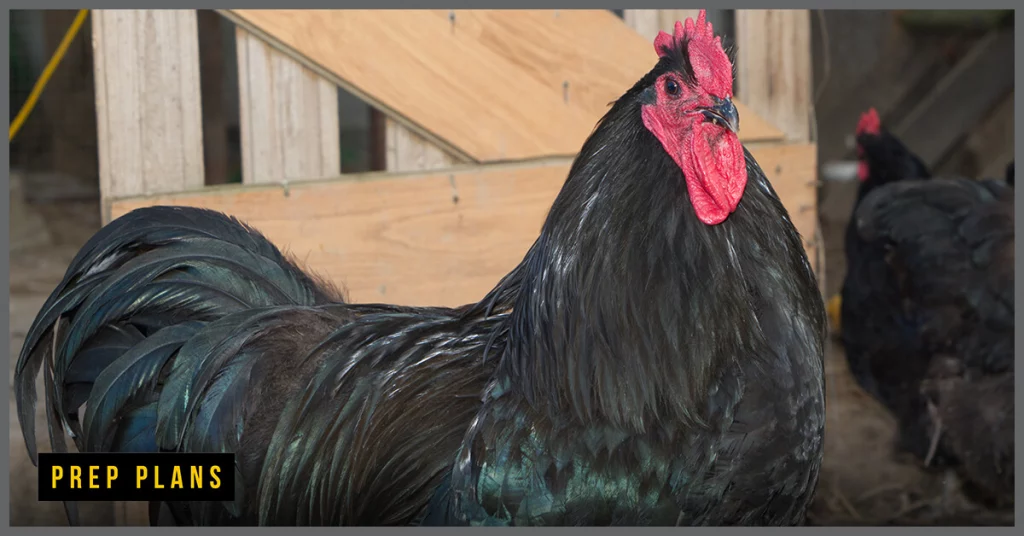 giant jersey chicken in a chicken coop