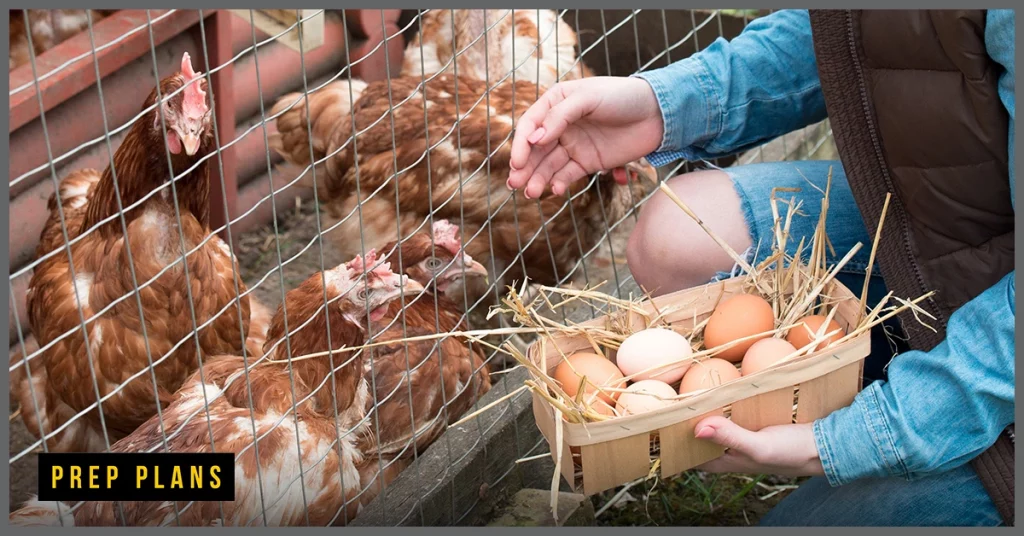 farmer removing chicken eggs from their nests