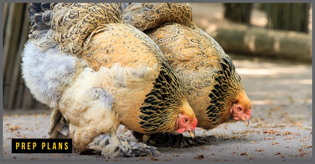 Brahma chickens hens packing at the ground