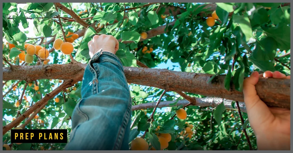 composting toilet compost for fruit trees