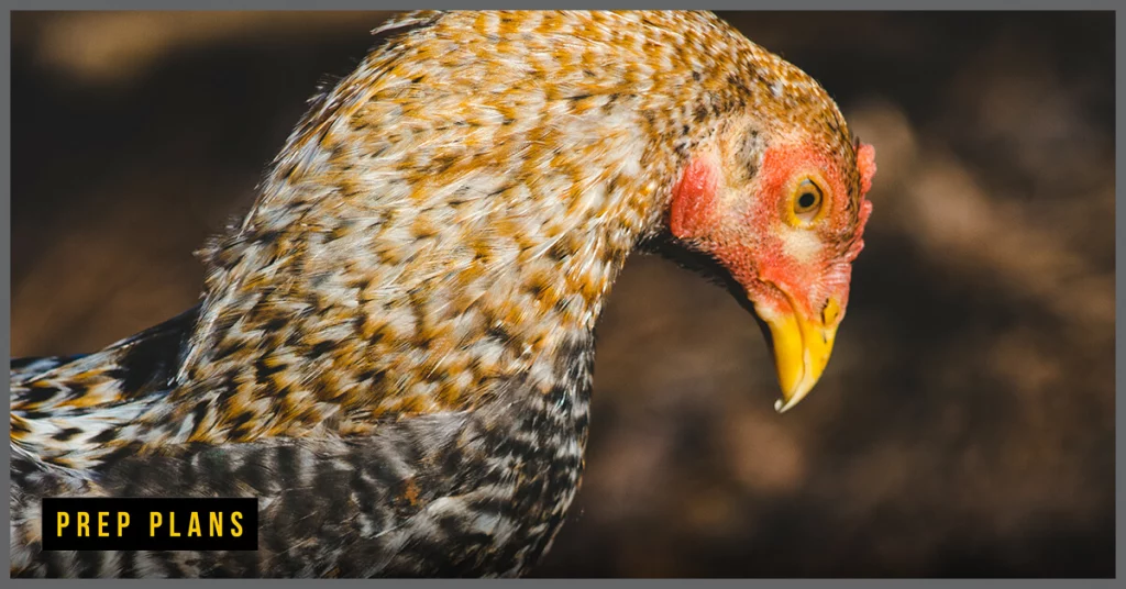 malay chicken breed is one of the largest