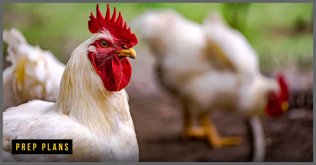 American Bresse hens together