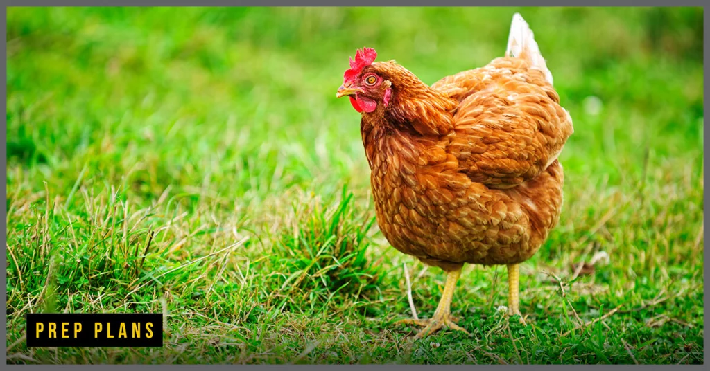 Rhode Island Red chicken in the grass