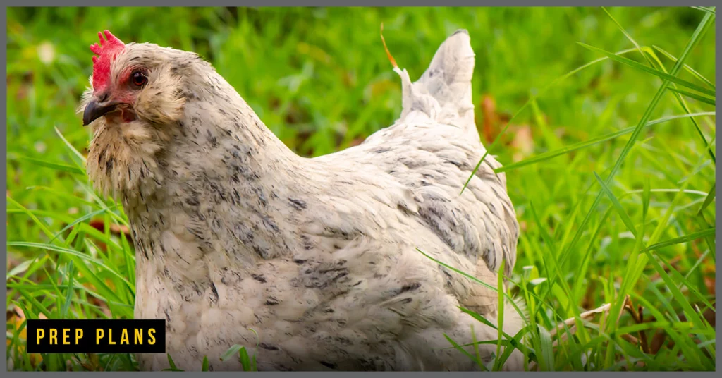 Ameraucana chicken hen in the grassy field