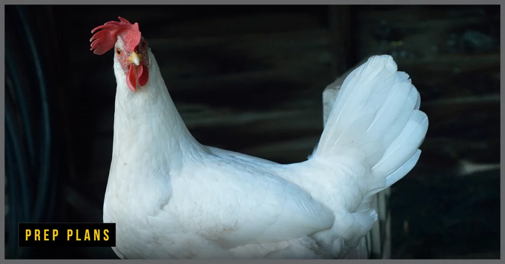 Leghorn chicken breed red with white body